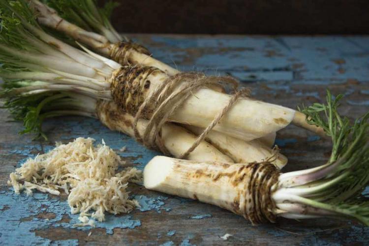Growing horseradish: the hot root in your own garden