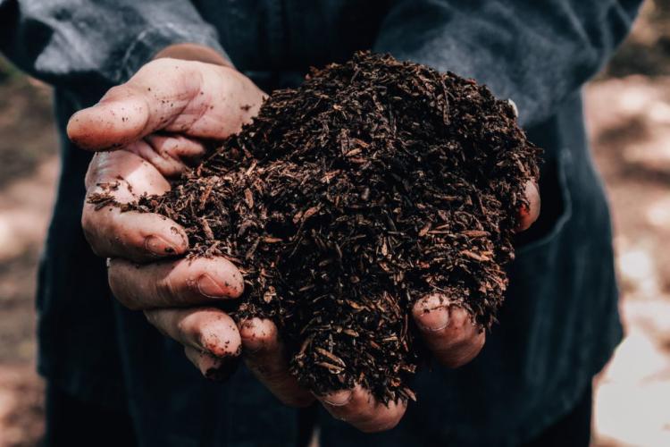Compost as a fertilizer: properties, effects & application