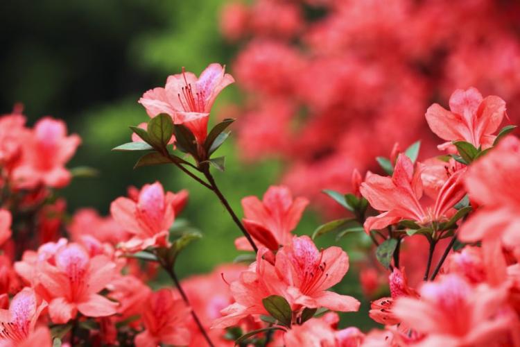 Fertilizing azaleas: professional tips for perfect bloom