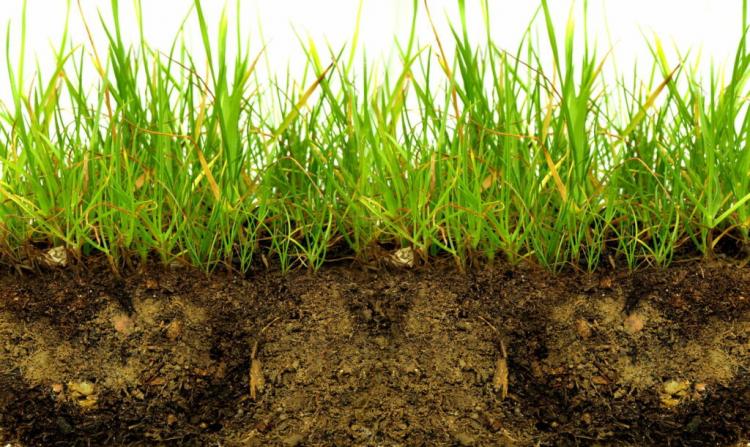 Organic lawn fertilizer: benefits of natural fertilizer