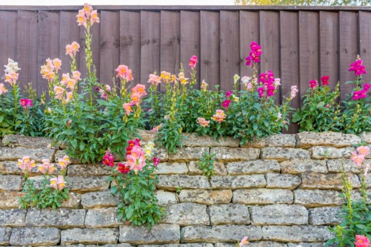 Snapdragons: location, care & flowering time