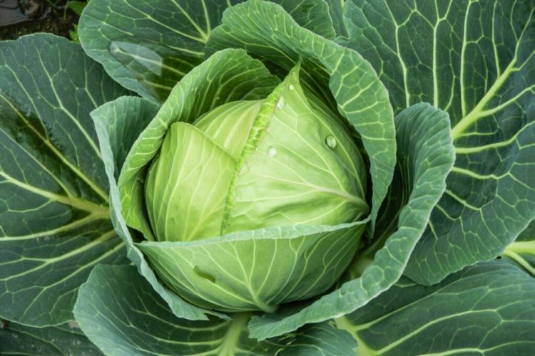 Growing White Cabbage: Sowing, Care And Harvest Time