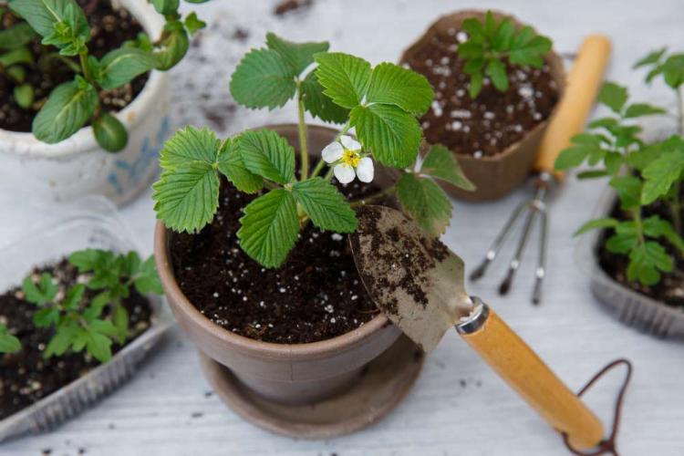 Strawberries On The Balcony: Instructions For Planting In Pot & Pallets