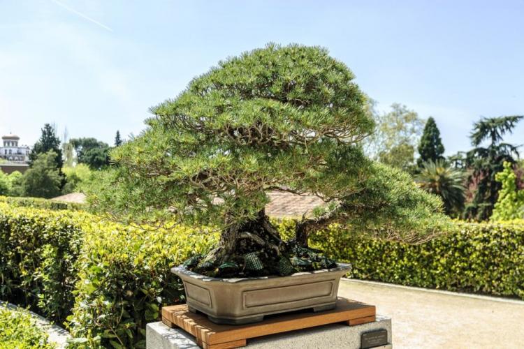 Fertilizing bonsai: professional tips on the procedure & the right fertilizer