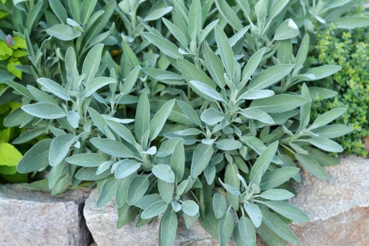 The Garden Sage: The Healing Spice From Your Garden
