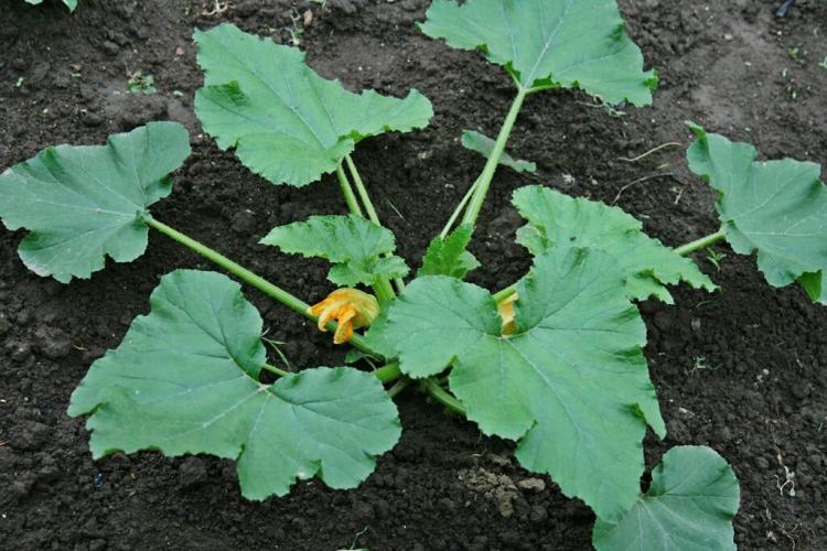 Zucchini planting & growing yourself successfully