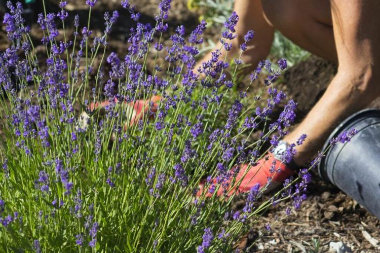 Saving water in the garden: 6 valuable tips