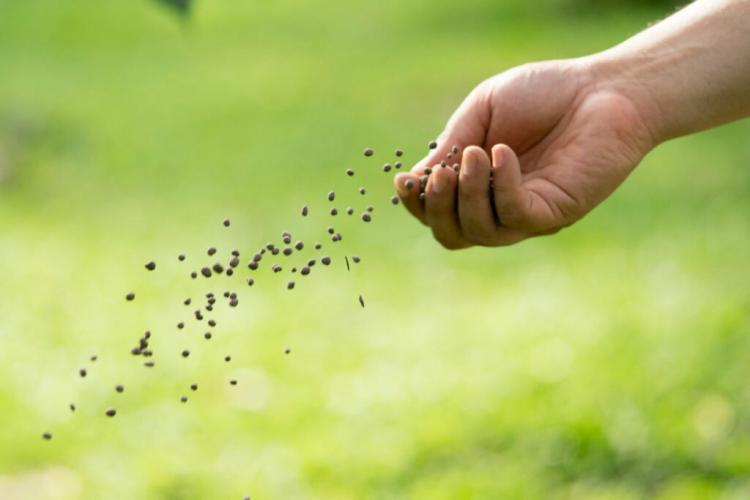 Organic Fertilizer: Pros and Cons