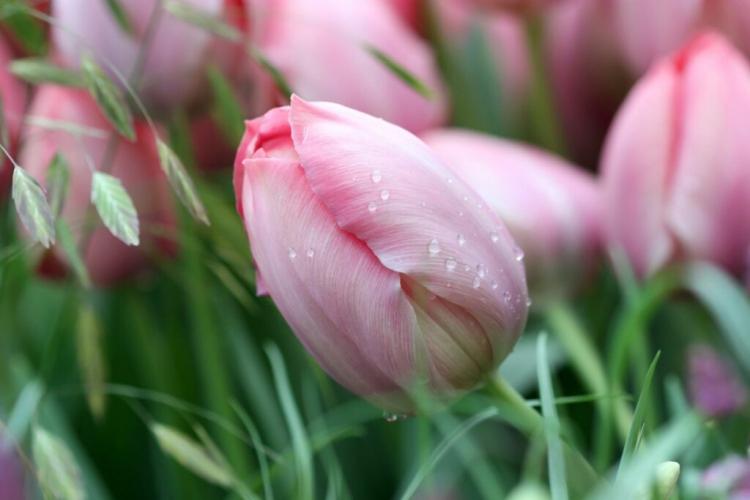 Tulips: flowering period and care