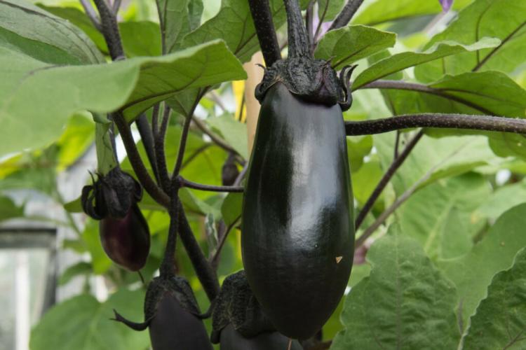 Eggplant varieties: overview of new, tried and tested & resistant varieties