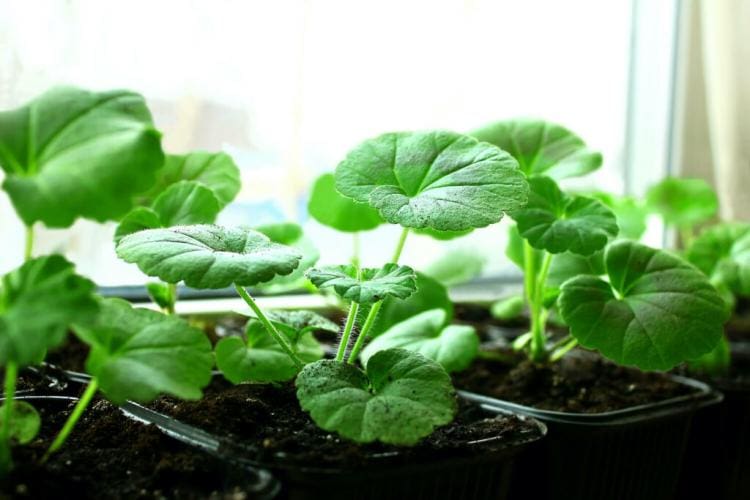 Propagating geraniums: cutting cuttings and sowing seeds