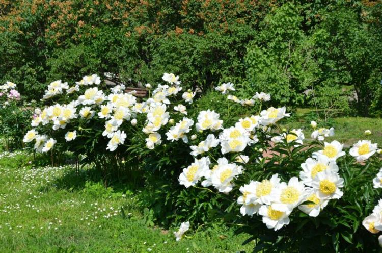 Fertilizing Peonies: When And What To Fertilize Correctly?