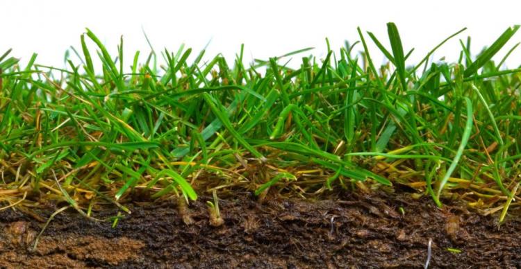 Organic lawn fertilizer: properties & effects of organic lawn fertilizer