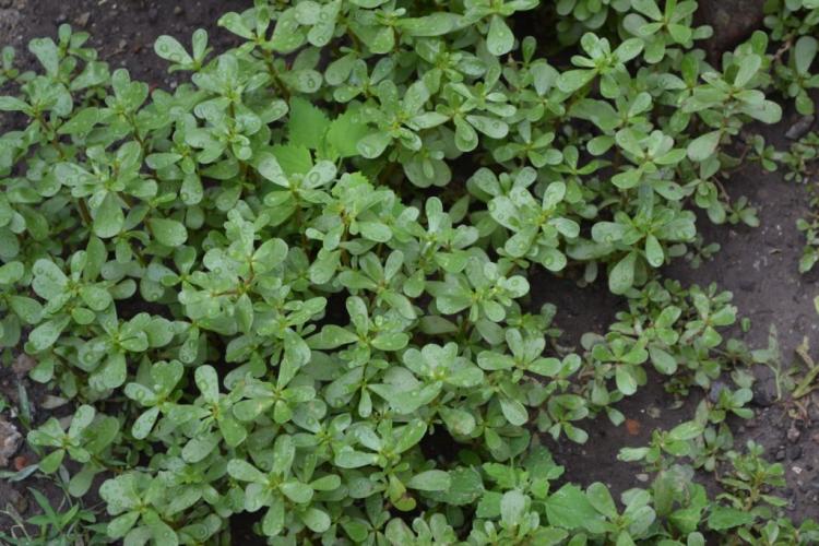 Buy purslane: buying guide & recommended sources of supply