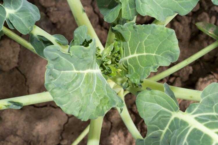 Growing broccoli: the green cabbage plant from your own garden