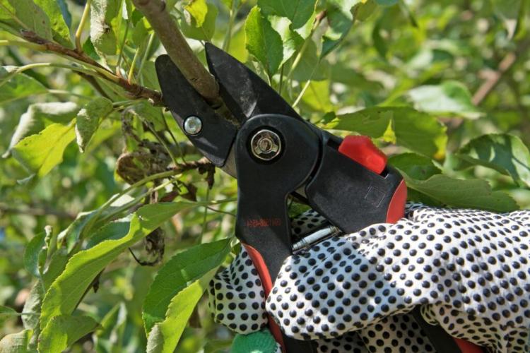 Pruning Fruit Trees Properly: Instructions From The Expert