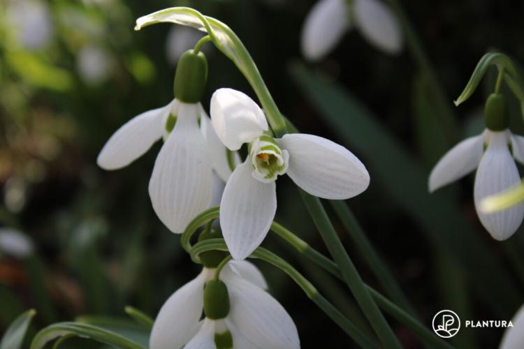 Snowdrops: the most beautiful types and varieties