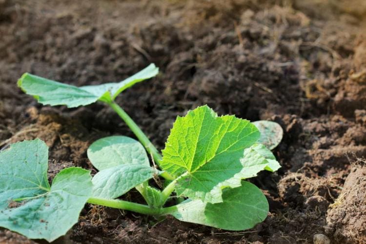 Caring for zucchini: tips on watering, fertilizing & diseases