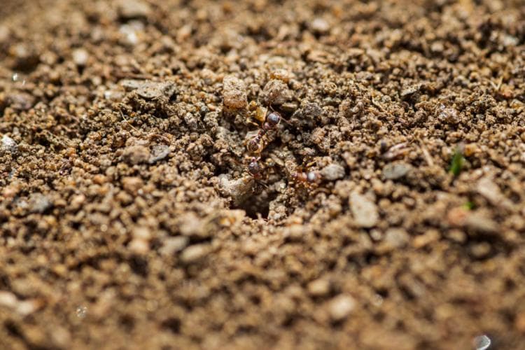 Control ants & drive them away successfully