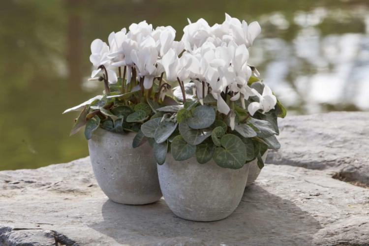 Cyclamen: Tips on location, care & diseases