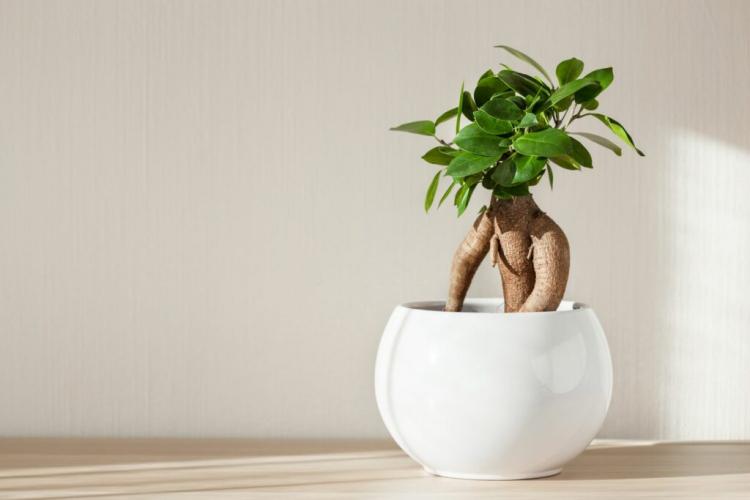 Ficus Ginseng: Planting And Caring For The Chinese Fig