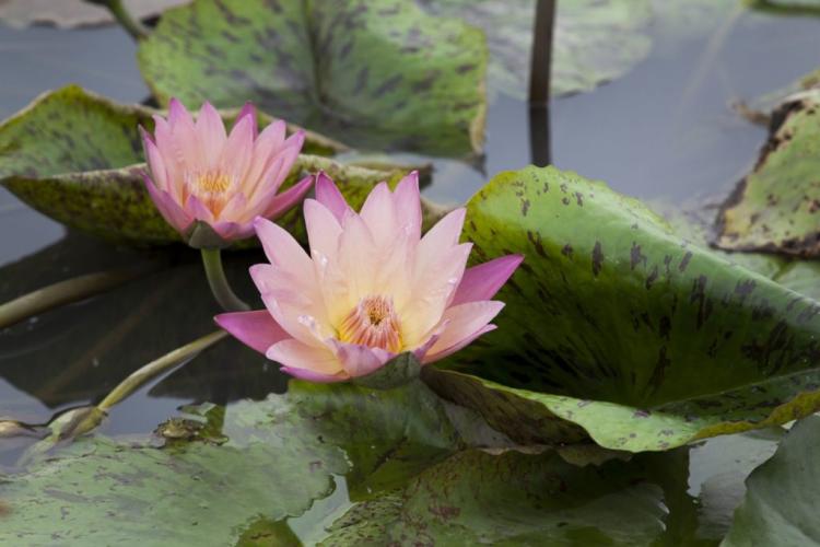 Hardy pond plants: 12 robust plants for the garden pond