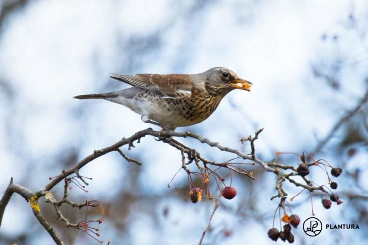 Fieldfare: song, young bird & profile