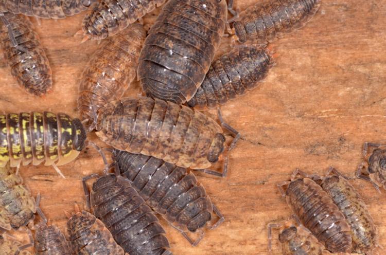 Wood Lice: Useful Or Harmful?