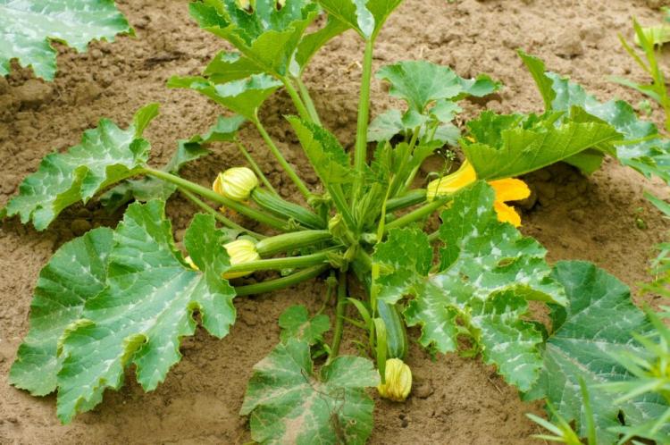 Zucchini planting & growing yourself successfully