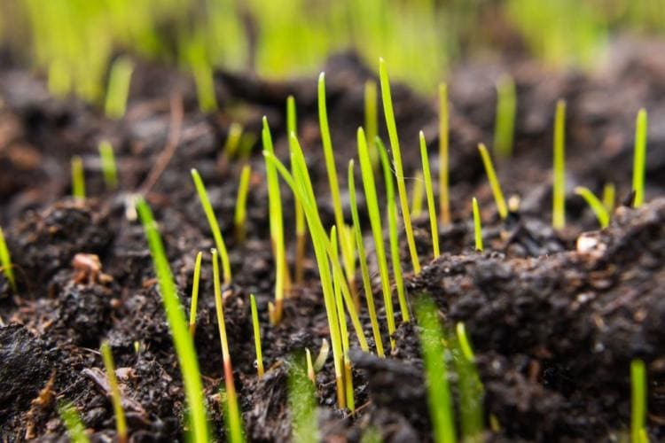 Best lawn fertilizer: organic & mineral fertilizers in comparison