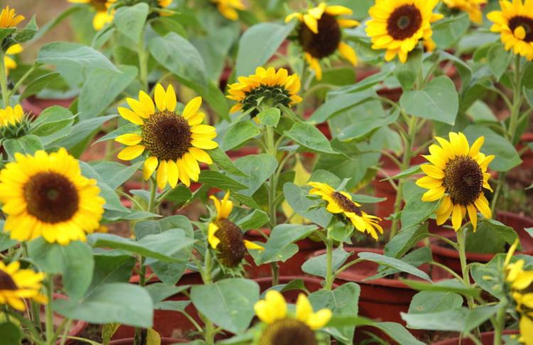 Sunflowers: Everything about planting, caring for and harvesting