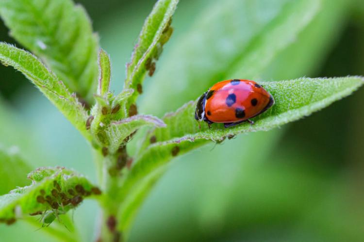 Beneficial insects against aphids: tips for natural control