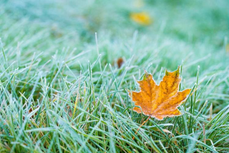 Making Lawns Winterproof And Overwintering: Tips From The Experts