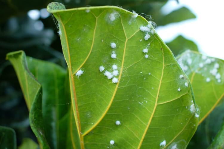 Aphids on indoor plants: causes & tips for natural control