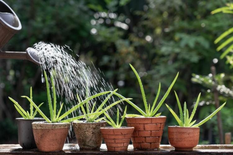 Aloe Vera Care: Properly watering, fertilizing & cutting