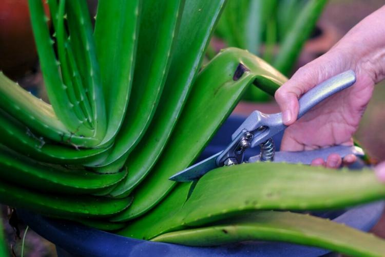 Aloe Vera Care: Properly watering, fertilizing & cutting