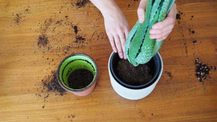 Repotting succulents: video tutorial & care tips