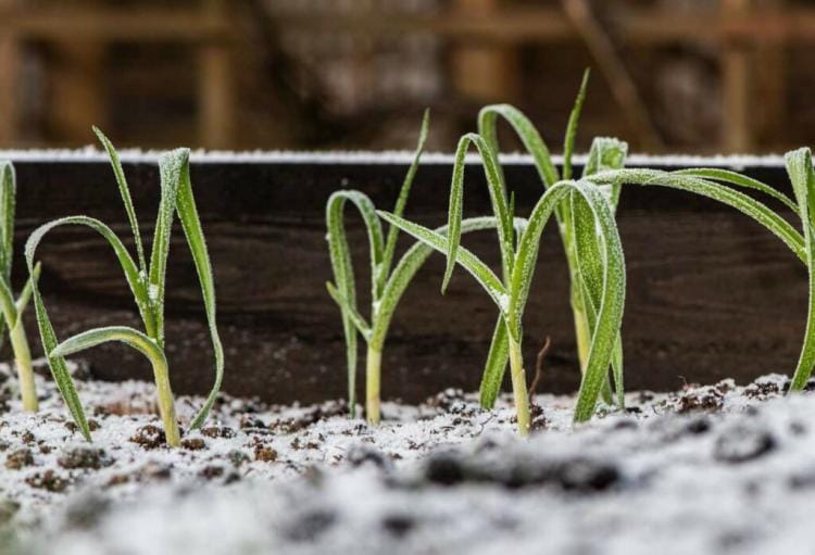 Raised bed in winter: planting and making it winterproof