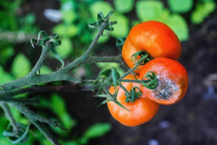 Tomatoes Protect From Disease