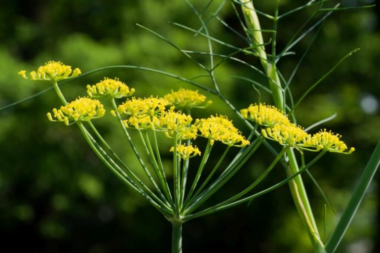 Spiced Fennel: Cultivation and Care of Foeniculum Vulgare