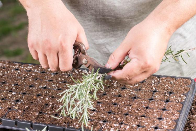 Growing rosemary: the Mediterranean herb in your own garden