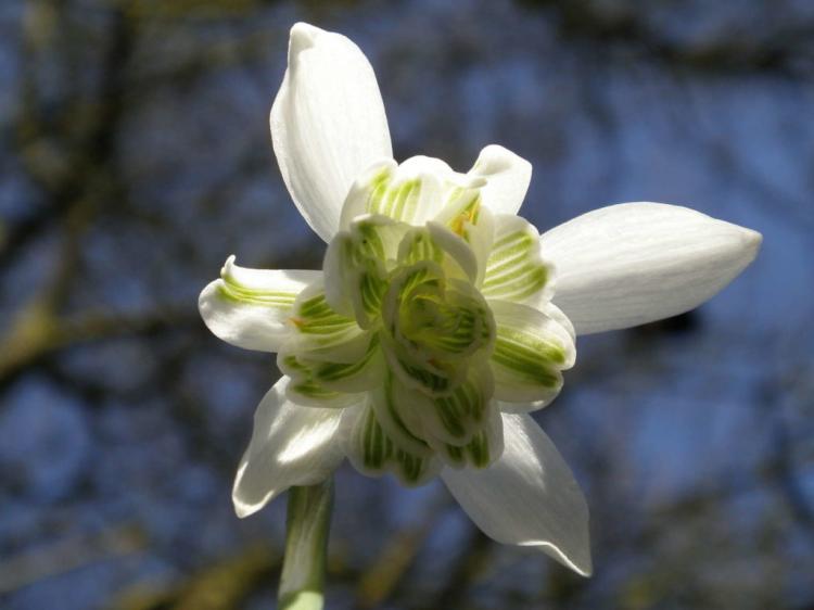 Snowdrop plants: tips from the experts