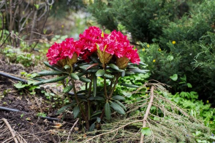 Rhododendron soil: properties, benefits & buying advice