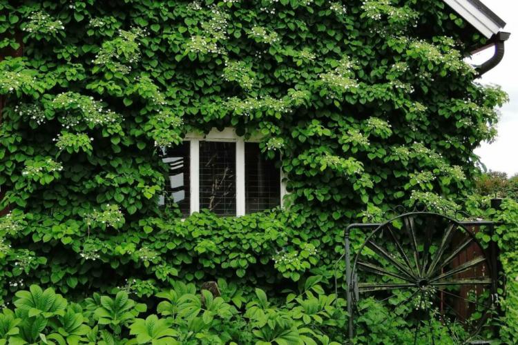 Climbing hydrangea: our tips for planting, caring for and propagating