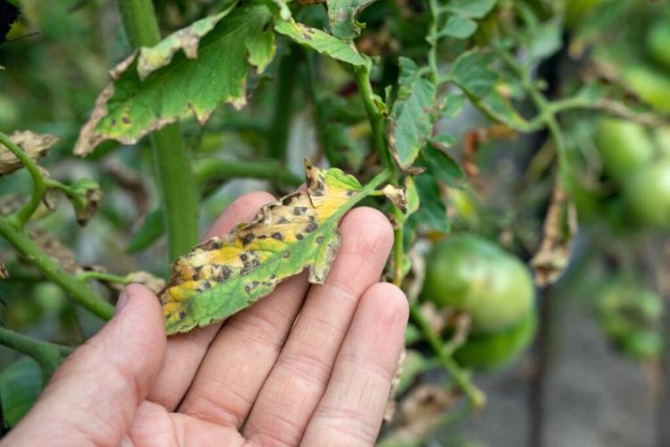 Tomatoes Protect From Disease