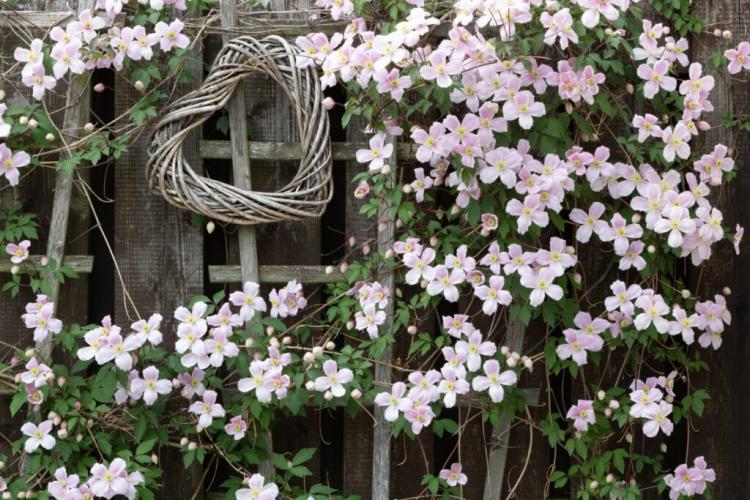 Planting Clematis In The Garden: Tips From The Pro