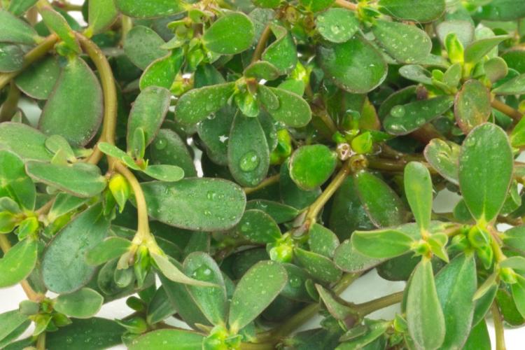 Buy purslane: buying guide & recommended sources of supply