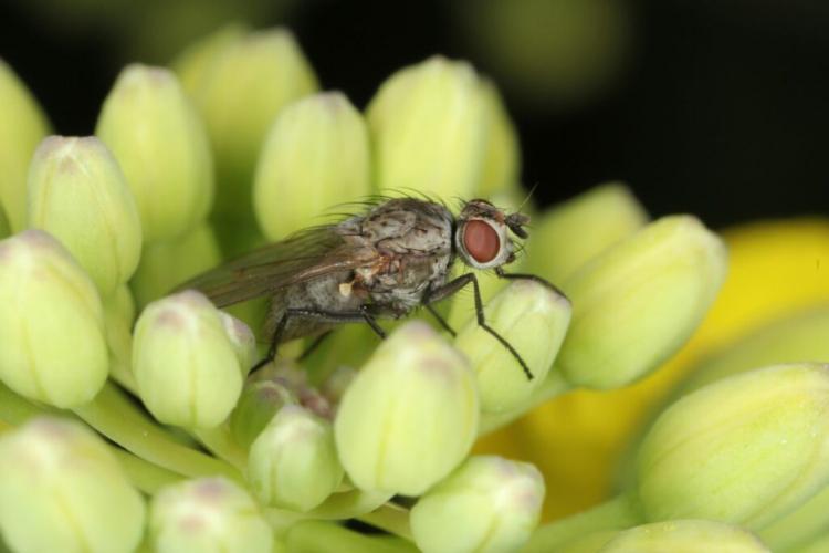 Cabbage Fly: Detecting, Preventing, and Controlling