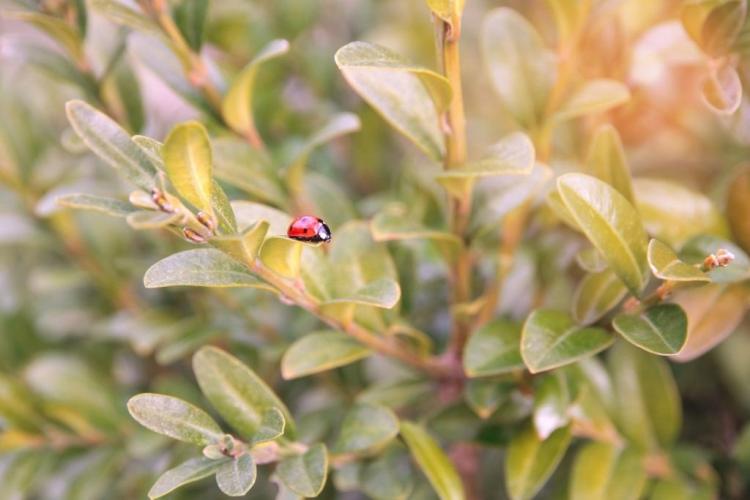 Fighting Boxwood Moth Biologically: How To Get Rid Of It Naturally