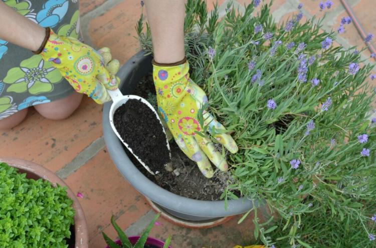 Fertilizing lavender and lime: when, how much & with what?
